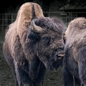 Bison